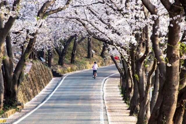 하동 화개장터, 쌍계사 십리벚꽃길 둘러보기