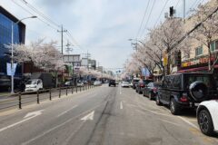 서울벚꽃 아차산에서 이어지는 긴고랑로 봄꽃구경