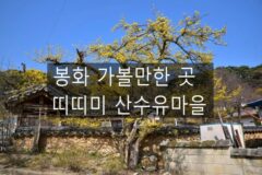 봉화 가볼만한 곳 산수유꽃 피는 띠띠미마을 봄나들이, 산수유 시