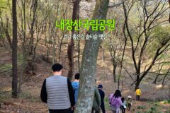 내장산국립공원 걷기 좋은 길 솔티숲 옛길