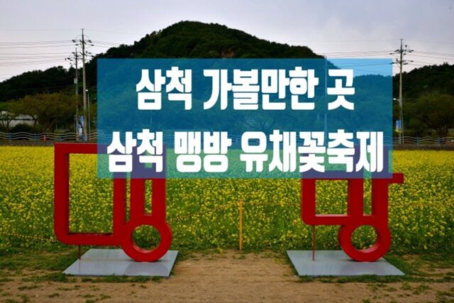 삼척 가볼만한 곳 7번 국도 대표 꽃축제 삼척 맹방 유채꽃축제 & SBS 생활의 달인 삼척 꽈배기 문화 제과점