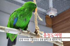 충청도여행 증평 아이와 가볼만한곳 증평 블랙스톤 벨포레 목장