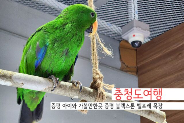 충청도여행 증평 아이와 가볼만한곳 증평 블랙스톤 벨포레 목장