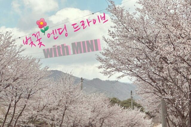 충남 대전 – 금산 – 전북 진안 용담호 벚꽃 드라이브 with MINI