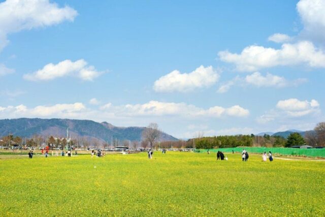 경주 유채꽃 구경하기 좋은 금장대, 황남동 고분군, 교촌한옥마을, 바실라