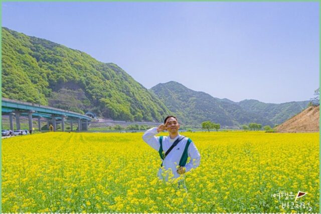 대청호 근교에서 물빛 축제와 유채꽃과 브런치 즐기면서 한주 보냈어요.