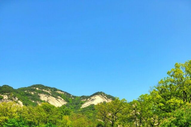 서울 노원구 철쭉제가 한창인 불암산 철쭉동산 철쭉 상태