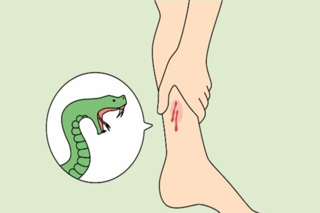 [헬스S] 슬슬 몸푸는 뱀… 한강공원서 독사에 물렸다면?