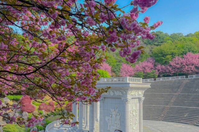 겹벚꽃명소 용인 드라이브코스로 좋은 경희대학교