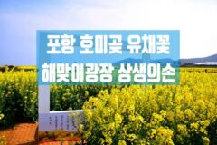 포항 핫플 봄꽃 명소 호미곶 유채꽃 해맞이광장 상생의 손 여행자 센터 새천년기념관