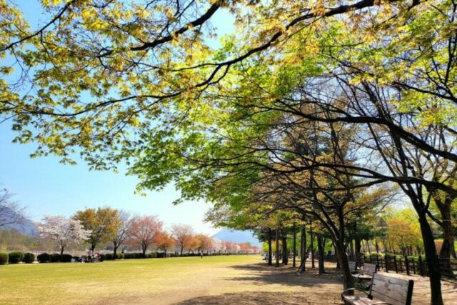 서울 근교 나들이 추천 하남 미사경정공원 차크닉 장소와 겹벚꽃 위치 주차장별 피크닉 장소, 미사리 조정경기장 주차