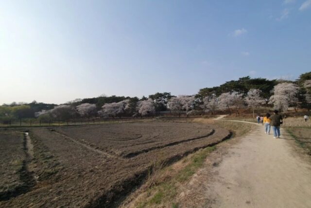 남양주 홍유릉 벚꽃, 당일치기 여행 다녀온 이야기