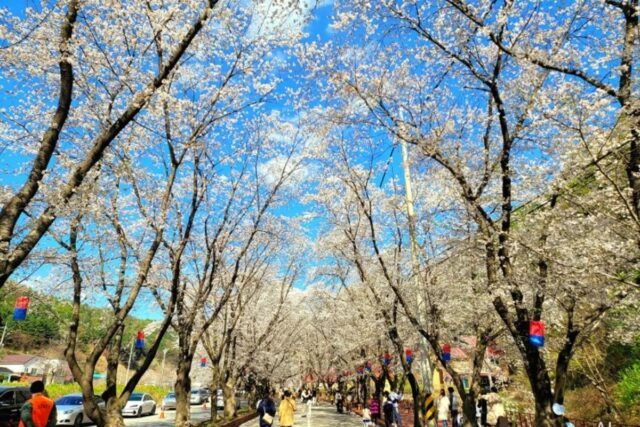 전국에서 벚꽃이 가장 늦게 핀다는 청평 가볼만한곳 에덴벚꽃길 벚꽃축제 후기, 주차 팁