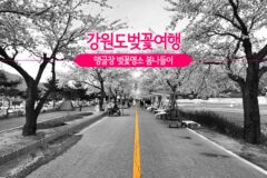 강원도벚꽃여행 정선봄축제 맹글장 벚꽃명소 봄나들이
