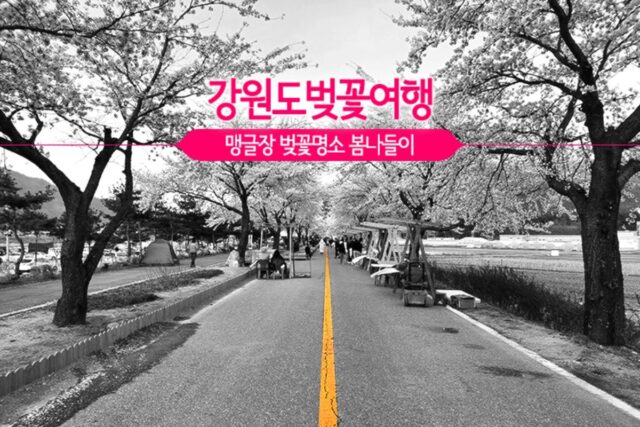 강원도벚꽃여행 정선봄축제 맹글장 벚꽃명소 봄나들이