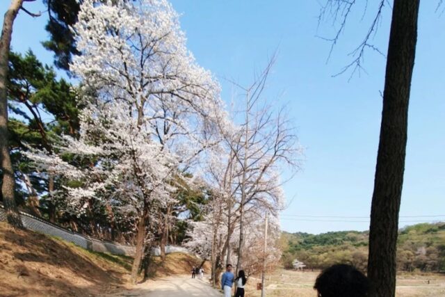 벚꽃구경하기 좋은 곳 & 벚꽃꽃말은?
