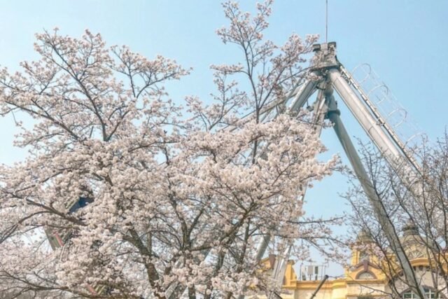 용인 한국민속촌 입장료 및 놀이기구, 벚꽃명소