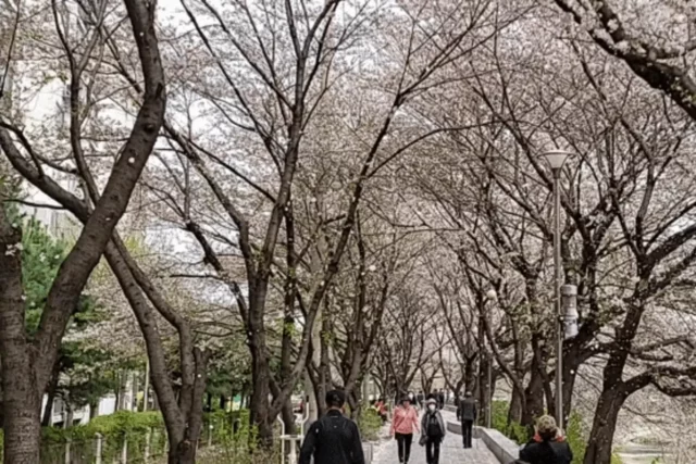 경기도 의정부 벚꽃 명소 중랑천 호원 벚꽃길 벚꽃엔딩