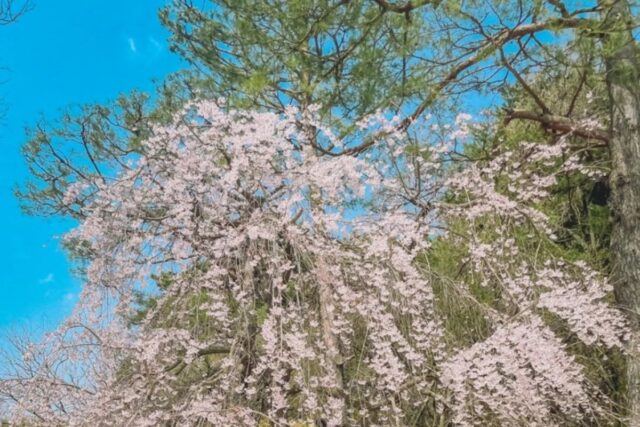 호암미술관 예약 및 재개장 후기, 산책하기 좋은 용인미술관