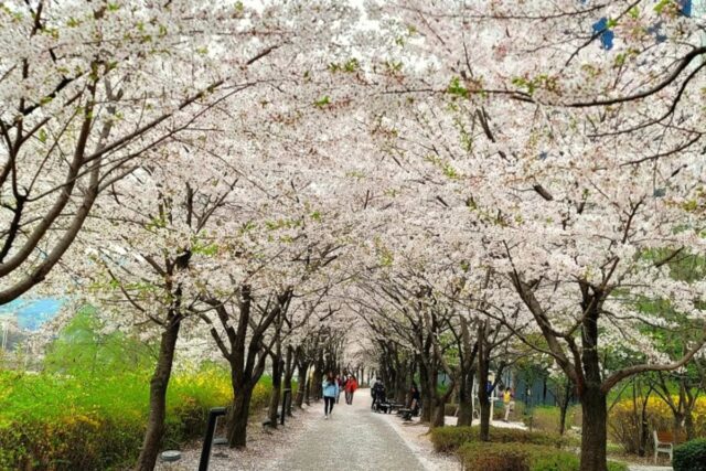 식목일인 오늘 곳곳에 핀 예쁜 꽃 보러 가요~아름다운 봄꽃 놀이 영상을 공유해 주세요!