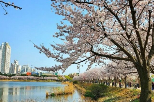 경기도 수원벚꽃 데이트 가볼만한곳 팔달산, 만석공원, 광교호수공원