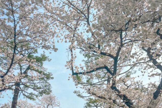 정독도서관 주차 요금 및 서울 벚꽃 명소