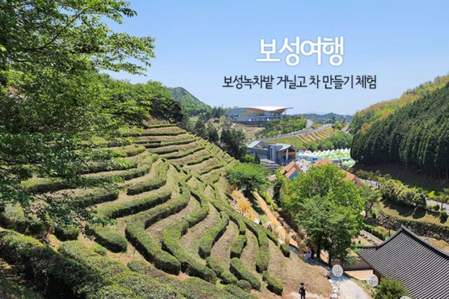 보성여행 보성녹차밭 거닐고 차 만들기 체험 국내여행 추천