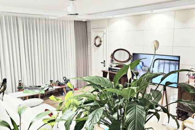 거실 키우기 쉬운 실내 반려식물 스파티필름 꽃 물주기 화분