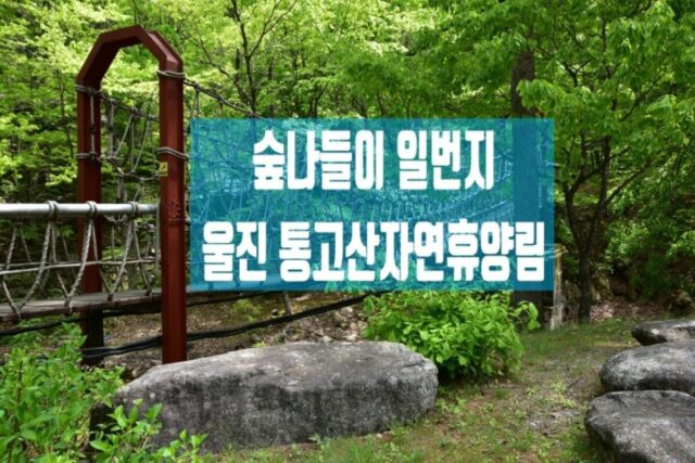숲 나들이 일번지 울진 통고산자연휴양림 울진 가볼만한 곳