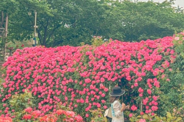 삼척장미축제 공원 일정 및 주차 정보 정리