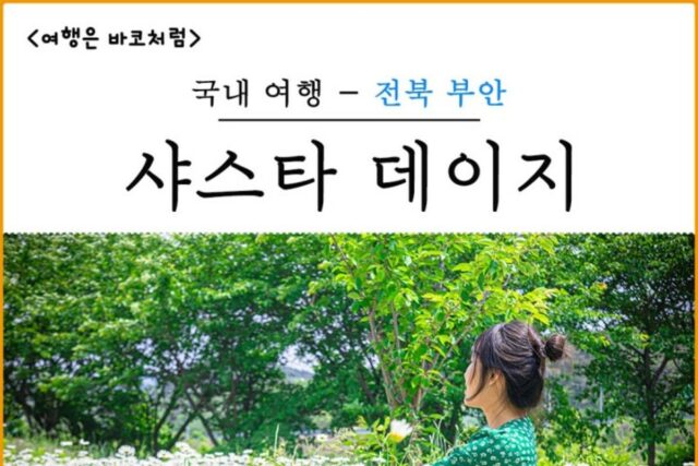 전북 부안 변산마실길 샤스타데이지 보고 왔어요, 현재 개화 상태 만개&주차