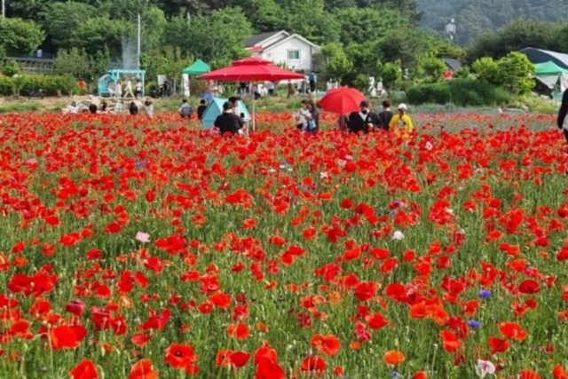 6월가볼만한곳 원주 볼거리 원주용수골꽃양귀비축제