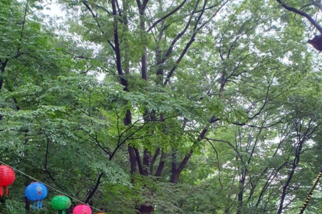 부처님오신날 국립현충원절, 호국지장사 다녀왔다.