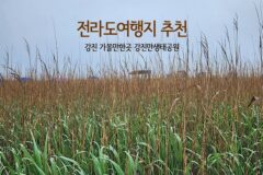 전라도여행지 추천 강진 가볼만한곳 강진만생태공원