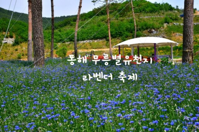 6월 꽃축제 라벤더축제가 열리는 동해무릉별유천지 in 강원도 여행