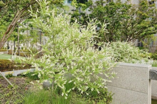 6월에 피는 꽃 산수국 전원주택 조경 삼색버드나무 황금측백 스카이로켓 향나무