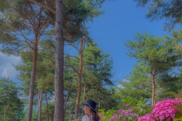 가평 자라섬 남도 꽃정원 2023 꽃 페스타 정리
