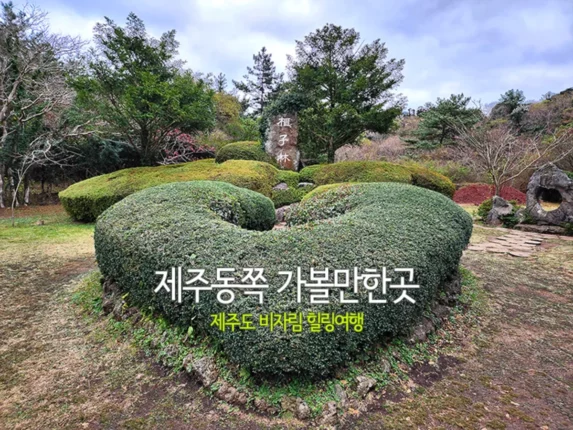 제주동쪽 가볼만한곳 제주도 비자림 힐링여행