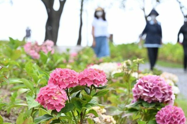 부산 태종대 태종사 수국축제 취소, 핫플 해운대 송림공원