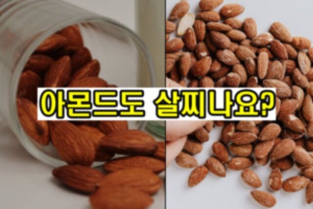 아몬드 너무 많이 먹으면 어떻게 될까 살이 찐다?