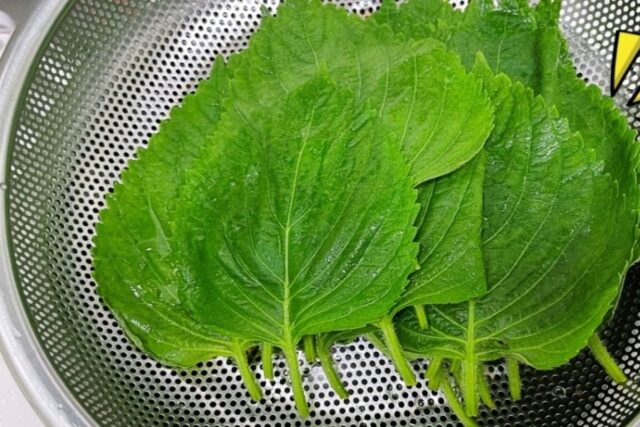 살림고수 꿀팁!쉽게 상하는 ‘깻잎’ 싱싱 보관법