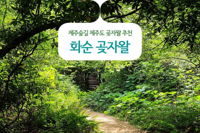 제주숲길 제주도 곶자왈 추천 화순 곶자왈