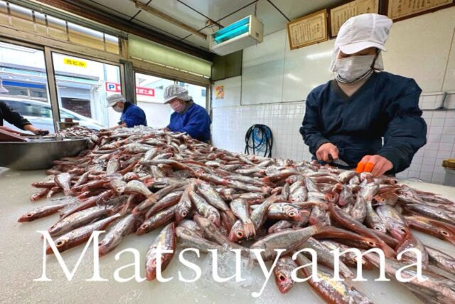 마쓰야마 여행! 일본 소도시 에히메 힐링(+ 음식)