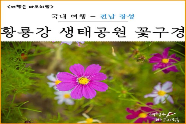 전남 장성 황룡강 생태공원 꽃축제 이후 꽃길따라 둘러봤어요!