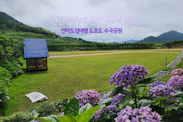 전남 꽃축제 신안 수국축제 전라도섬여행 도초수국공원
