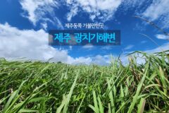 제주동쪽 가볼만한곳 성산일출봉 뷰 제주 광치기 해변