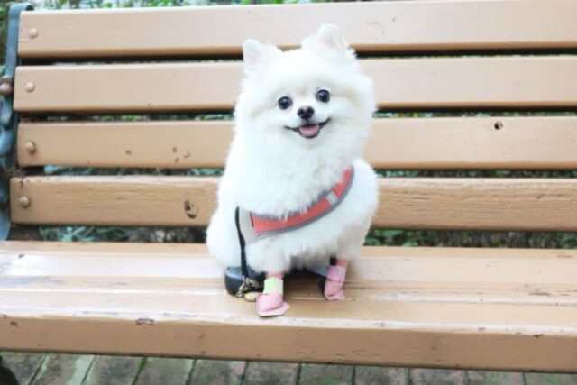 벗겨지지않는 강아지일회용신발 호다다 후기