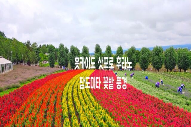 홋카이도 삿포로 온천 여행 후라노 사진 찍기 좋은 곳, 팜 도미타 여름 꽃밭 풍경