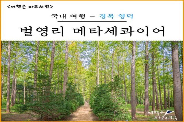 영덕 가볼만한곳 벌영리 메타세콰이어 숲 길, 여름 여행 코스로 추천