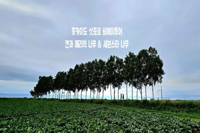 홋카이도 삿포로 비에이 투어 켄과 메리의 나무 & 세븐스타의 나무